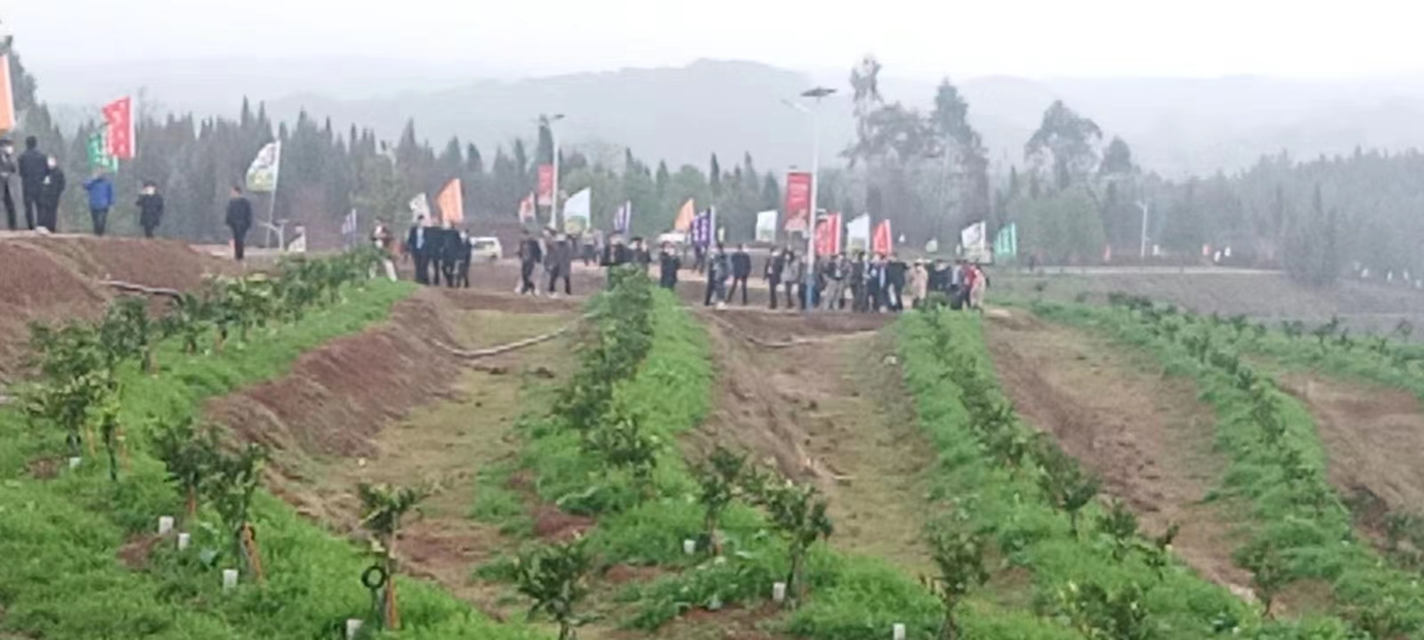 plantación de cítricos